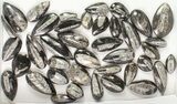 Lot: Polished Orthoceras Fossils Assorted Sizes - Pieces #77279-3
